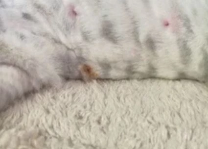 ครูสาวช้ำใจ พาแมวไปอาบน้ำตัดขน กลับมาบ้านพบหัวนมขาด เขี้ยวหักทั้ง 2 ข้าง