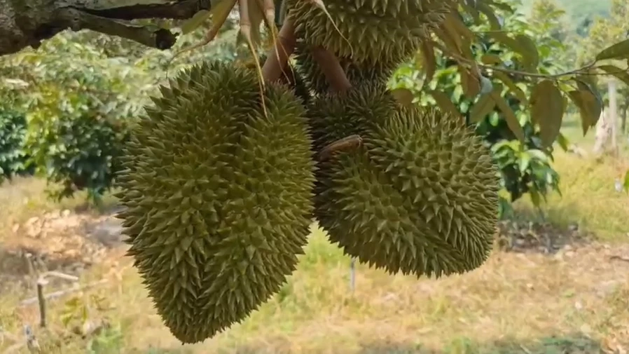 ของดีต้องรีบ จองทั้งต้น ทุเรียนระยอง "พันธุ์กบชายน้ำ" แม้ราคาลูกละสองพัน