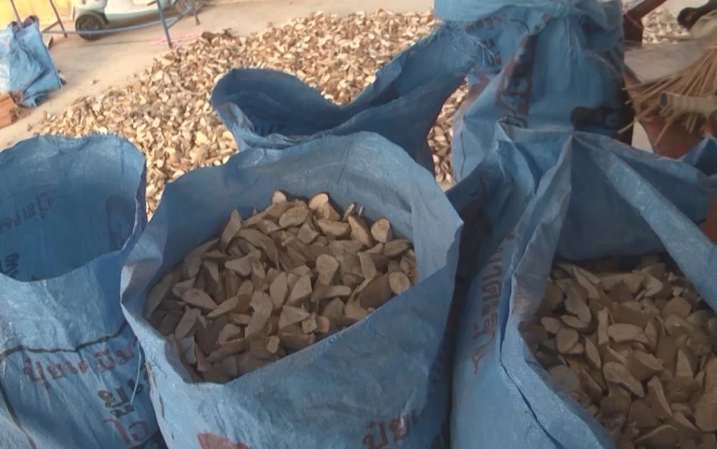 โอกาสทองหน้าแล้ง ชาวกาฬสินธุ์เก็บหัวมันสำปะหลังตากแห้ง ได้ราคาสูง กก.ละ 7 บาท