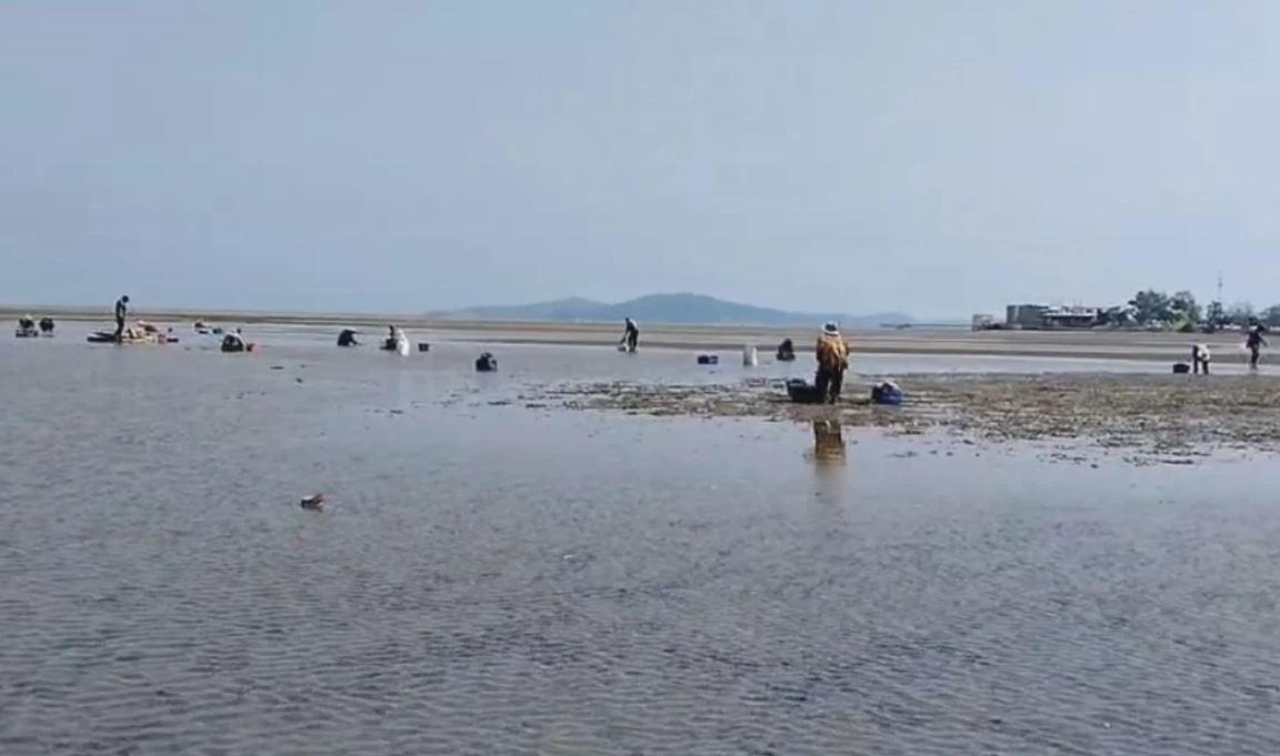 ชาวบ้านแห่เก็บหอยนางรม สร้างรายได้ หลังน้ำทะเลลง