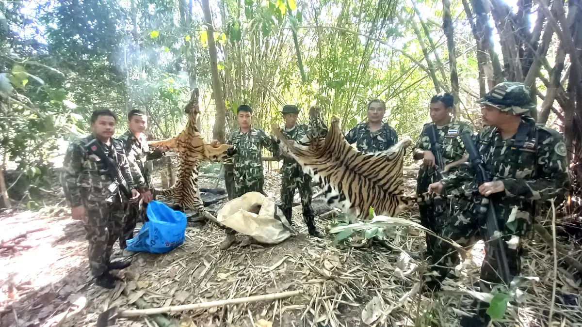 เปิดคำพิพากษา ศาลทองผาภูมิ สั่งจำคุก 5 นายพราน คดีเสือโคร่ง