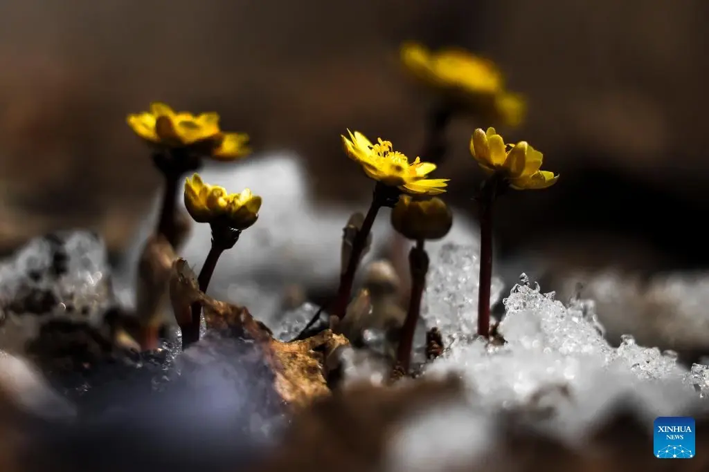 งดงามตระการตา!! ดอก adonis amurensis บานแล้วที่จีน