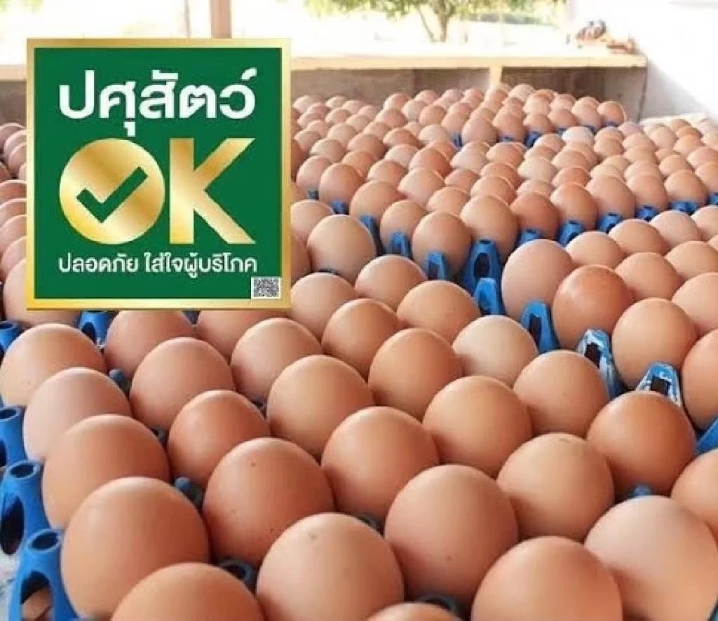 ข่าวดี! ไต้หวันรับซื้อ ไข่ไก่ไทย ประเดิมส่งล็อตแรก 5-8 ล้านฟอง ภายใน มี.ค. 66