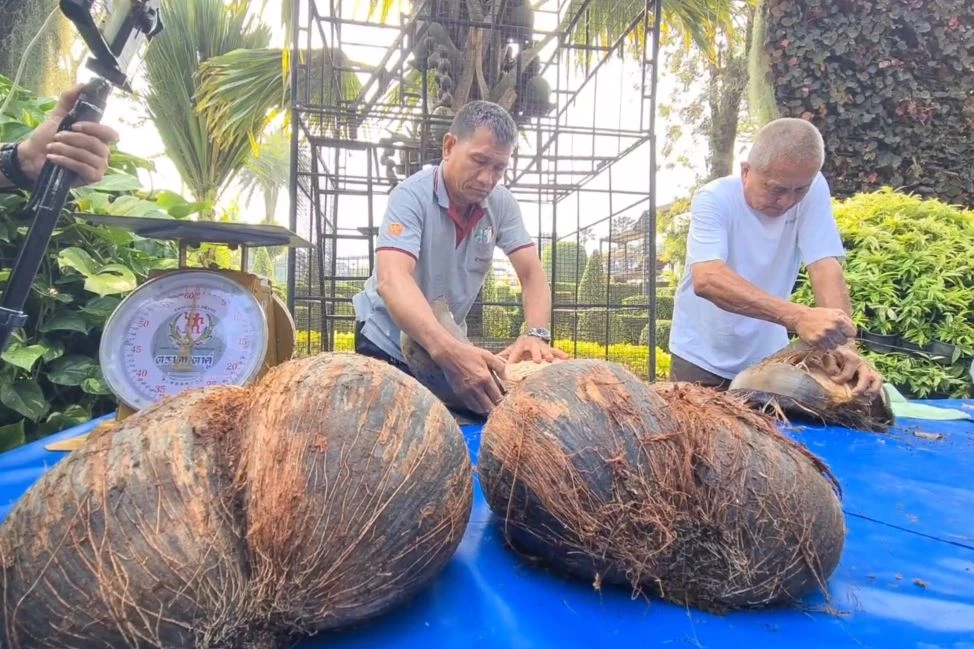 ฮือฮา! สวนนงนุชพัทยา ปอกโชว์มะพร้าวลูกละแสน