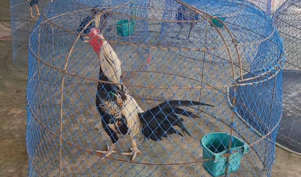 คนเลี้ยงไก่ชนโคราช มั่นใจเป็นซอฟต์พาวเวอร์ ระดับโลกได้