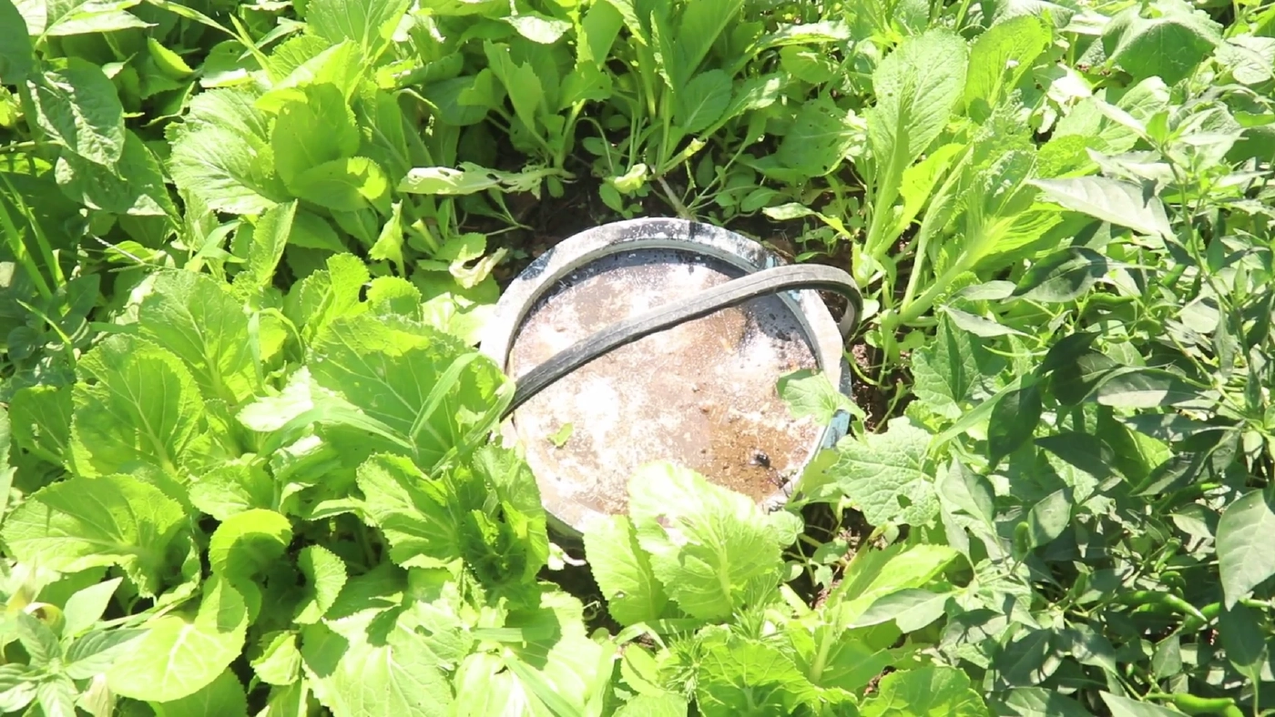 ชาวพิจิตร นำขยะเปียกปลูกผักสวนครัว ลดรายจ่ายและขยะในชุมชน