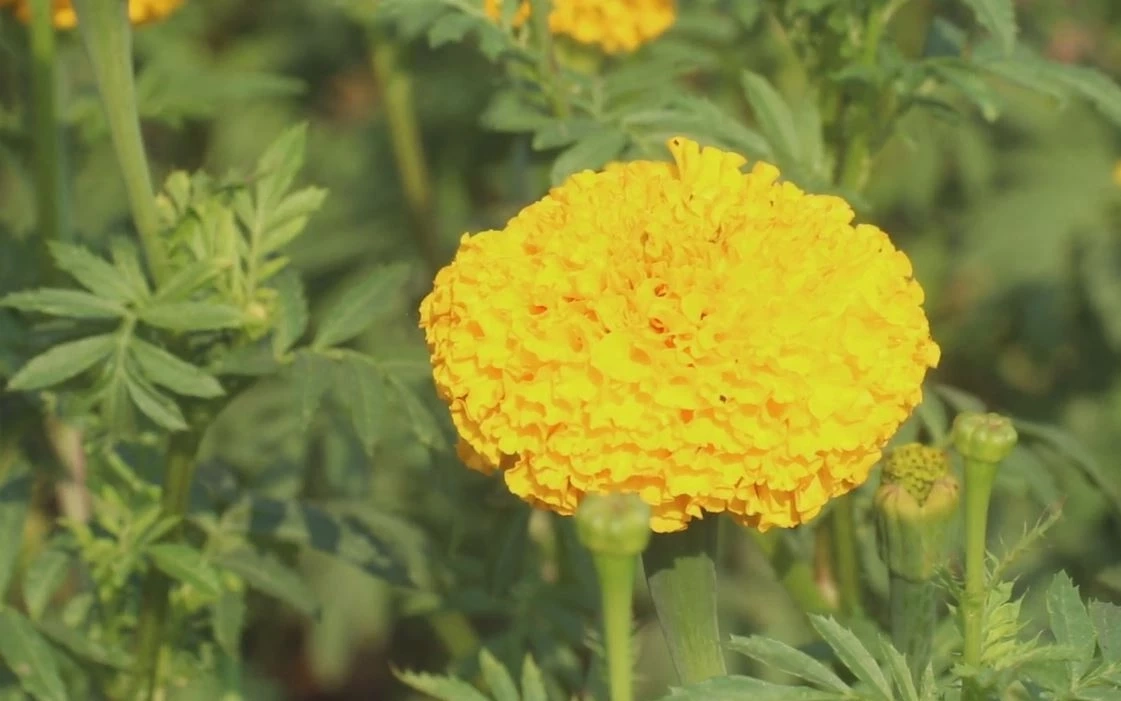 เกษตรกรพิจิตร ปลูก "ดอกดาวเรือง" ขาย สร้างรายได้ช่วงเลือกตั้ง