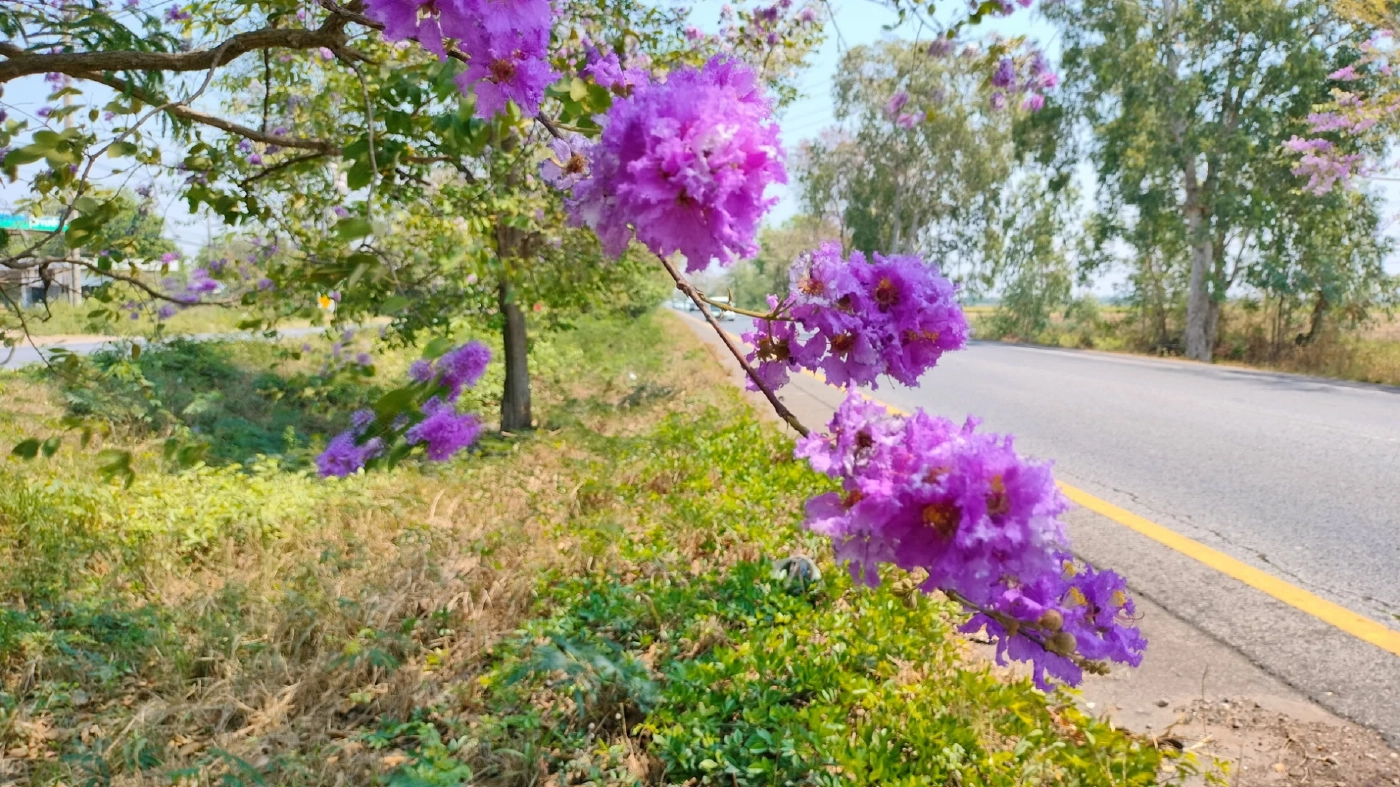 "ซากุระเมืองไทย" บานสะพรั่งเสริมความงดงามริมเส้นทาง 304