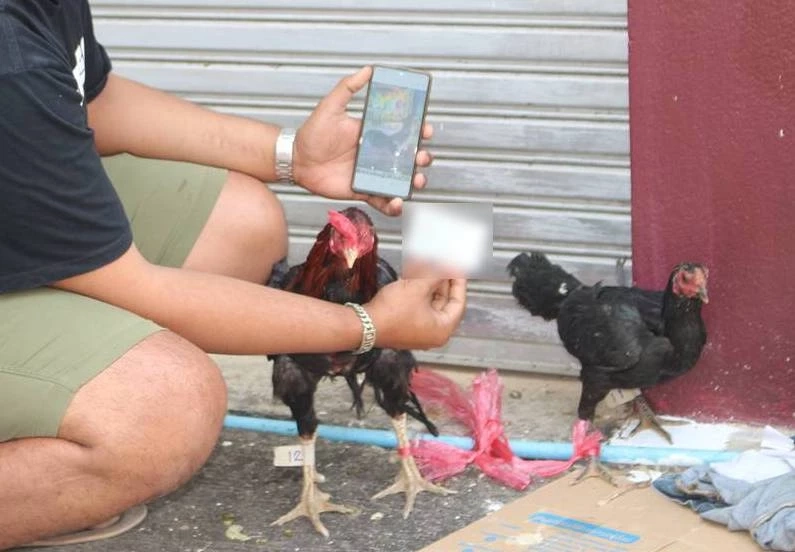 เซียนไก่ผวา แก๊งลักไก่ชนอาละวาด ที่พิษณุโลก