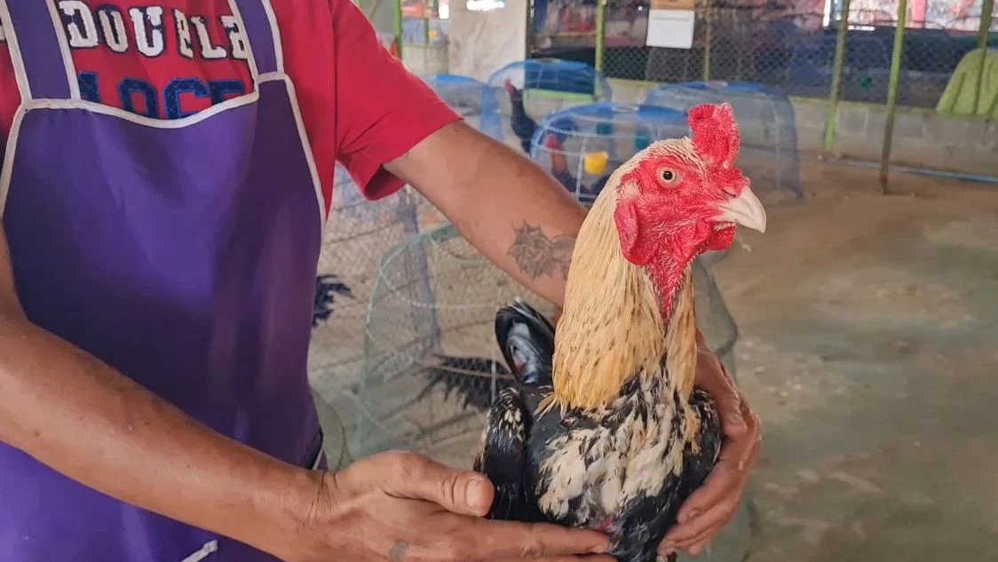 คนเลี้ยงไก่ชนโคราช มั่นใจเป็นซอฟต์พาวเวอร์ ระดับโลกได้