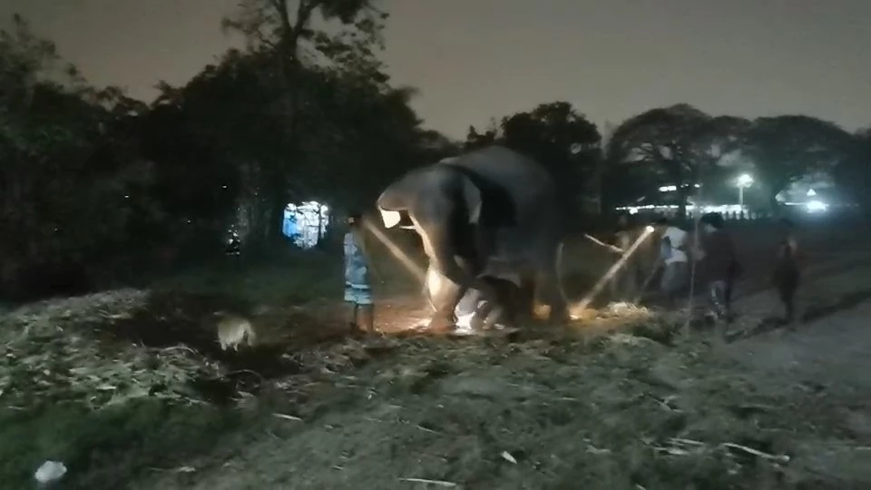 สุดปลื้ม วังช้างแลเพนียด ได้ลูกช้างใหม่ในคืน "มาฆบูชา"