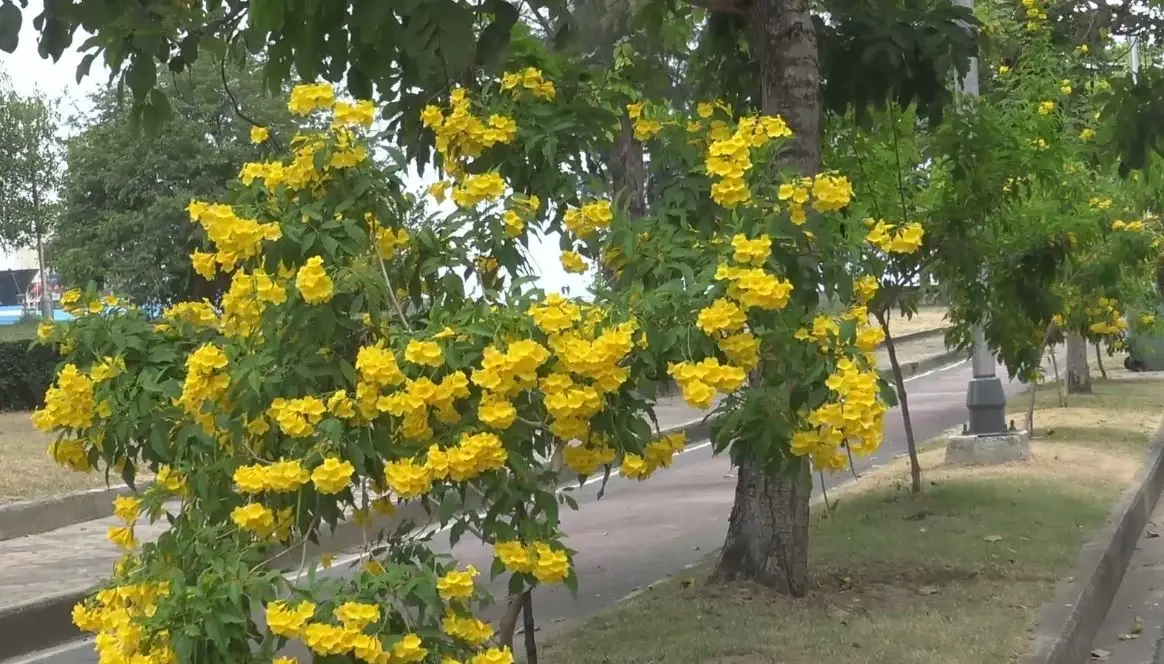 ต้นทองอุไร ออกดอกบานสะพรั่งสองข้างถนน เหลืองอร่ามในเมืองสงขลา
