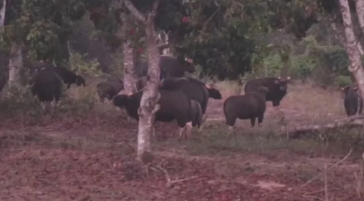 ผู้นำชุมชนเตือนชาวบ้านออกหาของป่า ระวังถูก "กระทิง" ไล่ชน