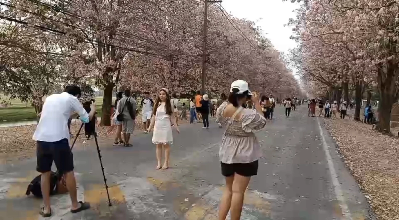 นทท. แห่ชมความงาม ดอกชมพูพันธุ์ทิพย์ บานสะพรั่ง ที่ ม.เกษตร กำแพงแสน