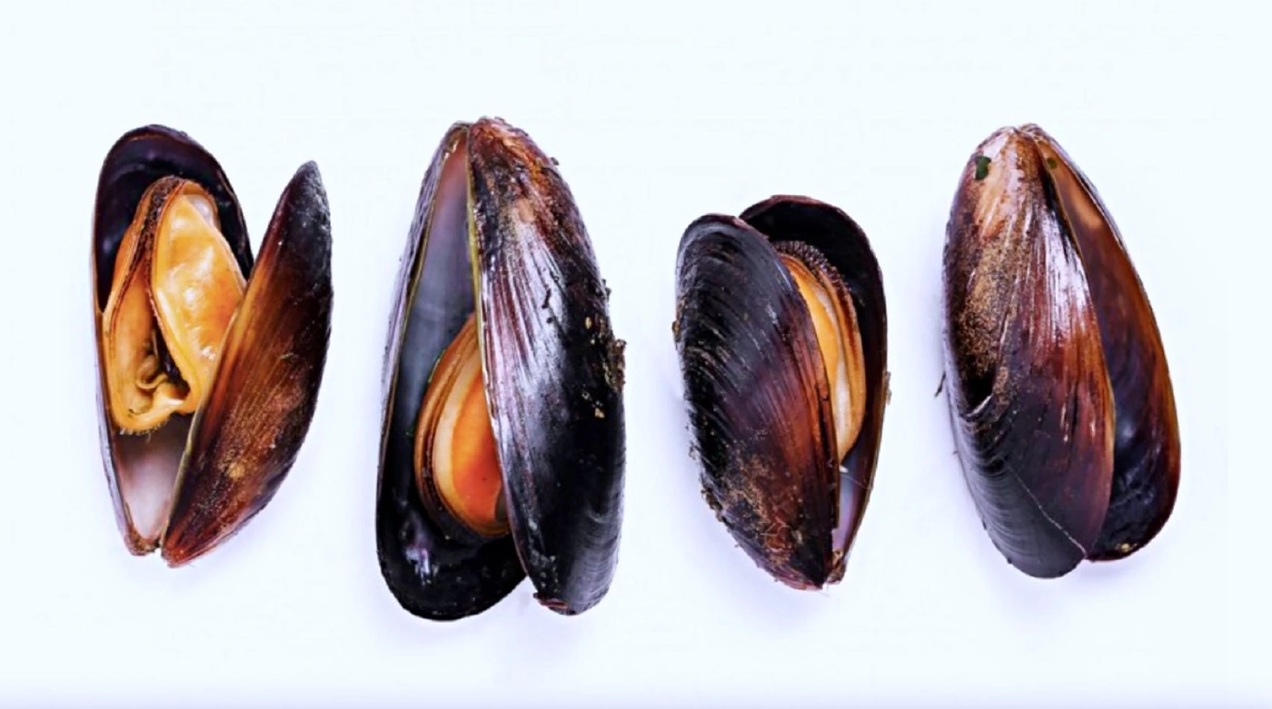 ทะเลเป็นพิษเพราะไมโครพลาสติก ทำหอยแมลงภู่เล็กลง