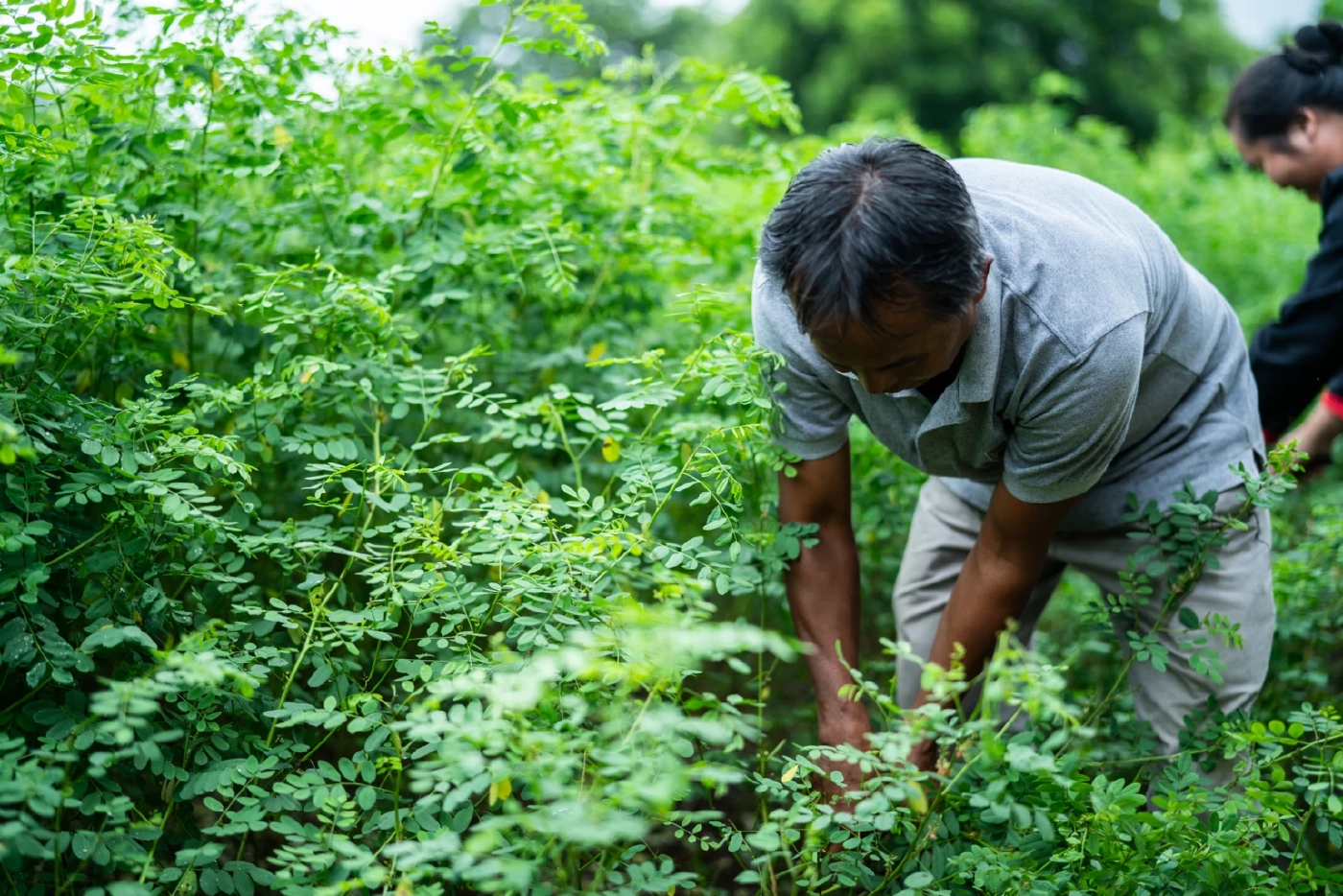 ท่องเที่ยวเชิงวัฒนธรรม ที่ชุมชนผ้าย้อมครามบ้านกุดจิก จ.สกลนคร