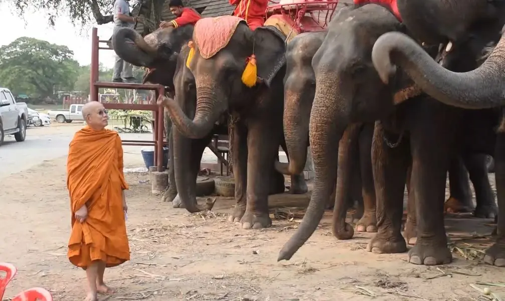 13 มีนาคม "วันช้างไทย" วังช้างอยุธยาฯ จัดเต็มเลี้ยงโต๊ะจีนช้าง กว่า 80 เชือก