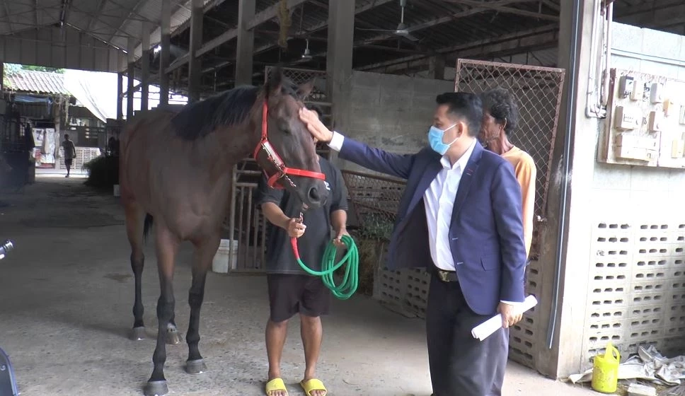 ส.ม้าแข่งโคราช หนุนผลักดันกีฬาแข่งสัตว์พื้นบ้าน เป็นซอฟต์พาวเวอร์