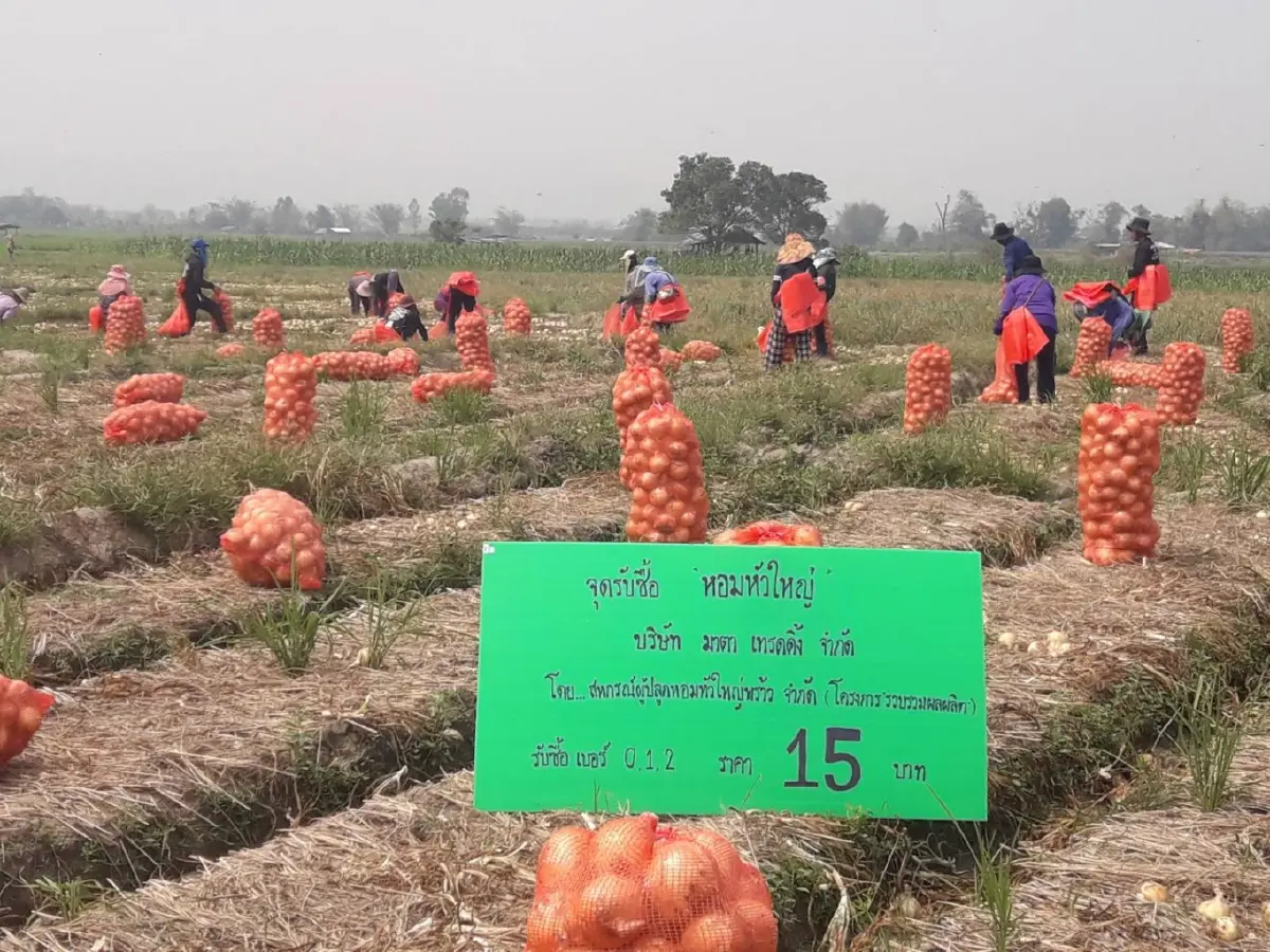 "กรมการค้าภายใน" นำผู้ประกอบเข้ารับซื้อ "หอมหัวใหญ่" อ.พร้าว ในราคานำตลาด