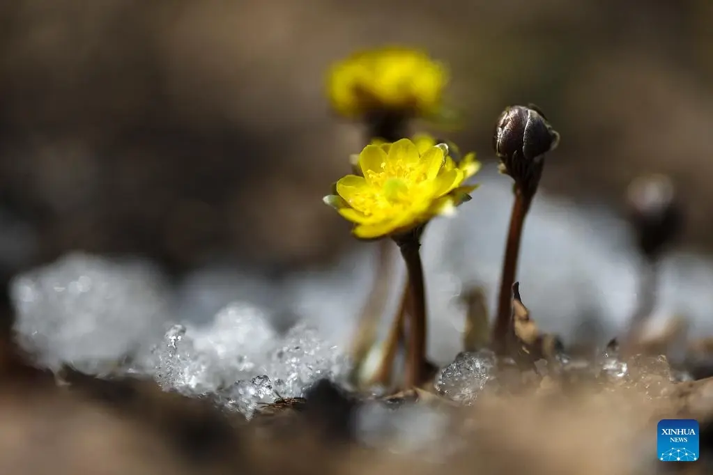งดงามตระการตา!! ดอก adonis amurensis บานแล้วที่จีน