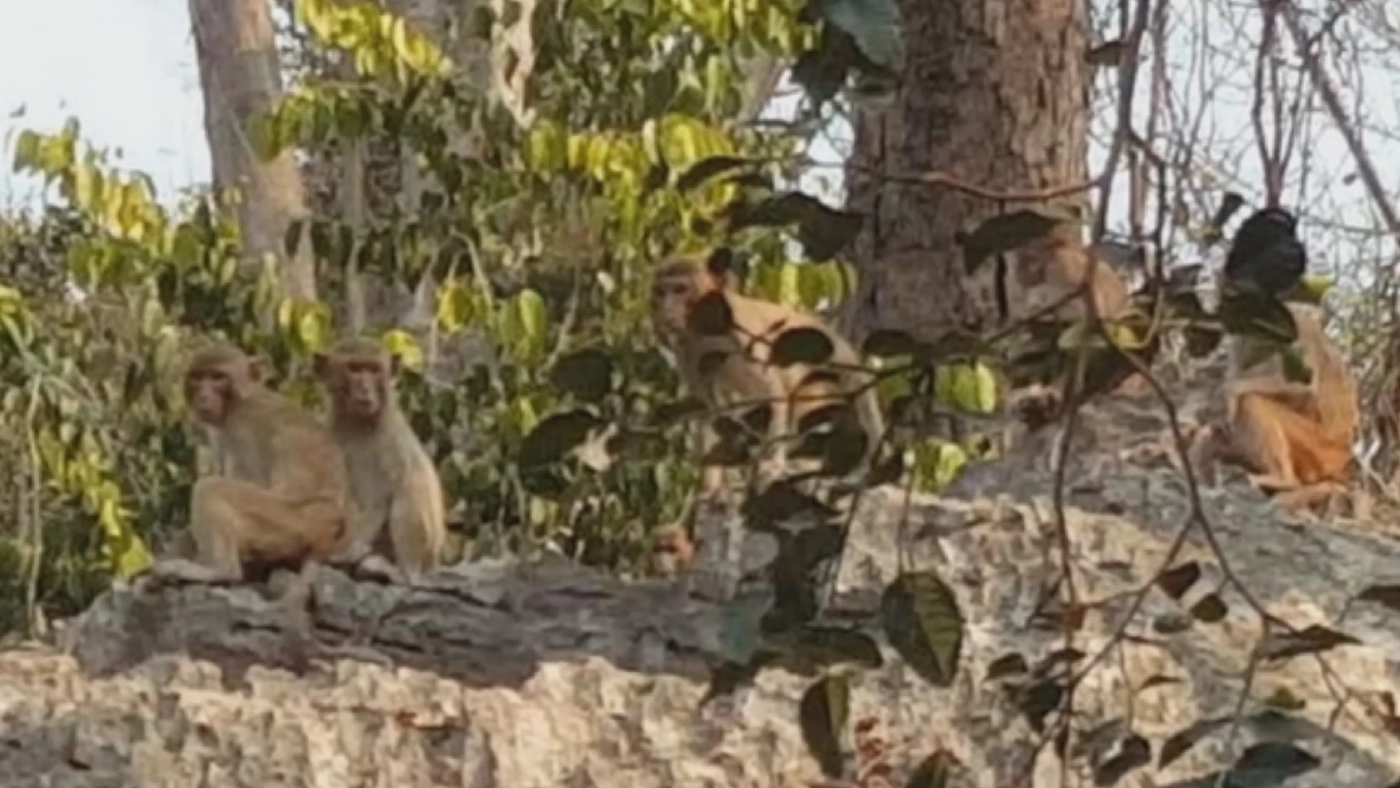 ผู้ใหญ่บ้านเจอกรงเหล็กดักลิง คาดฝีมือแก๊งค้าสัตว์ป่า