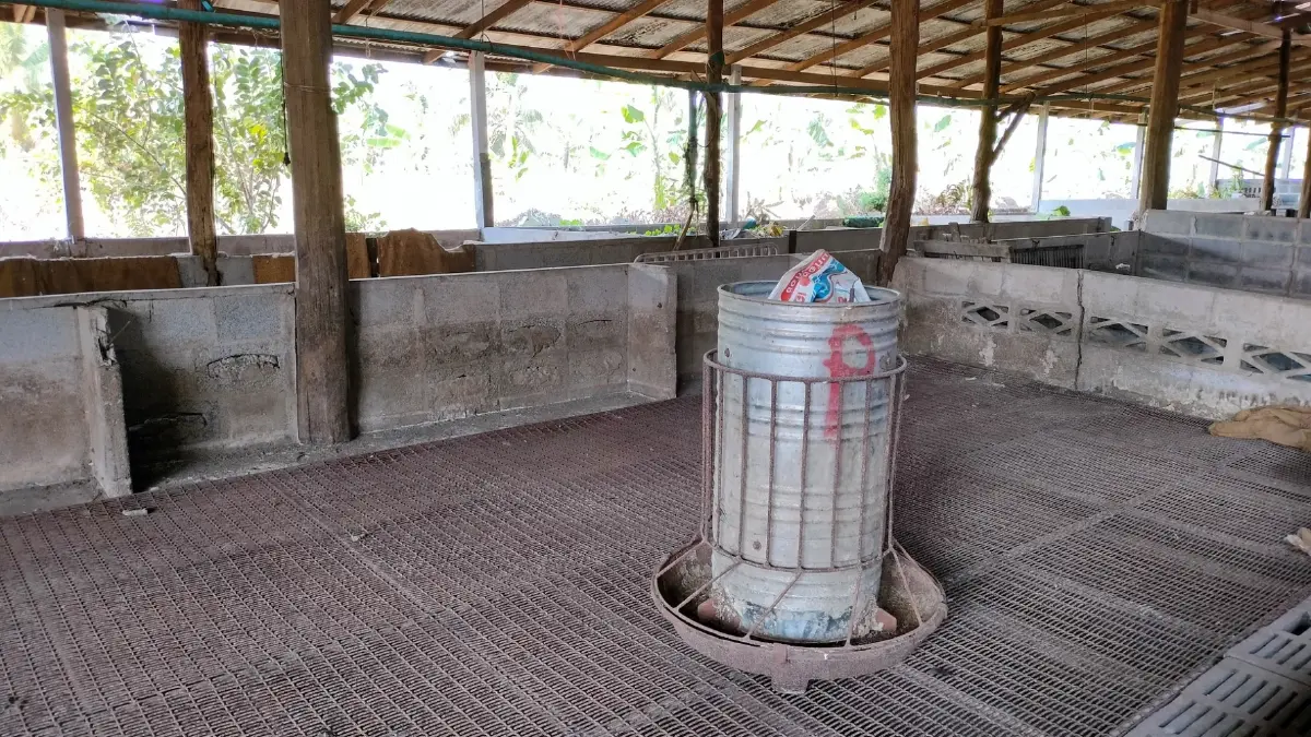 ราคาหมูตก ไม่กระทบ เกษตรกรแปดริ้ว เหตุนายทุนกินรวบ เกษตรกรตัวจริงเหลือน้อย