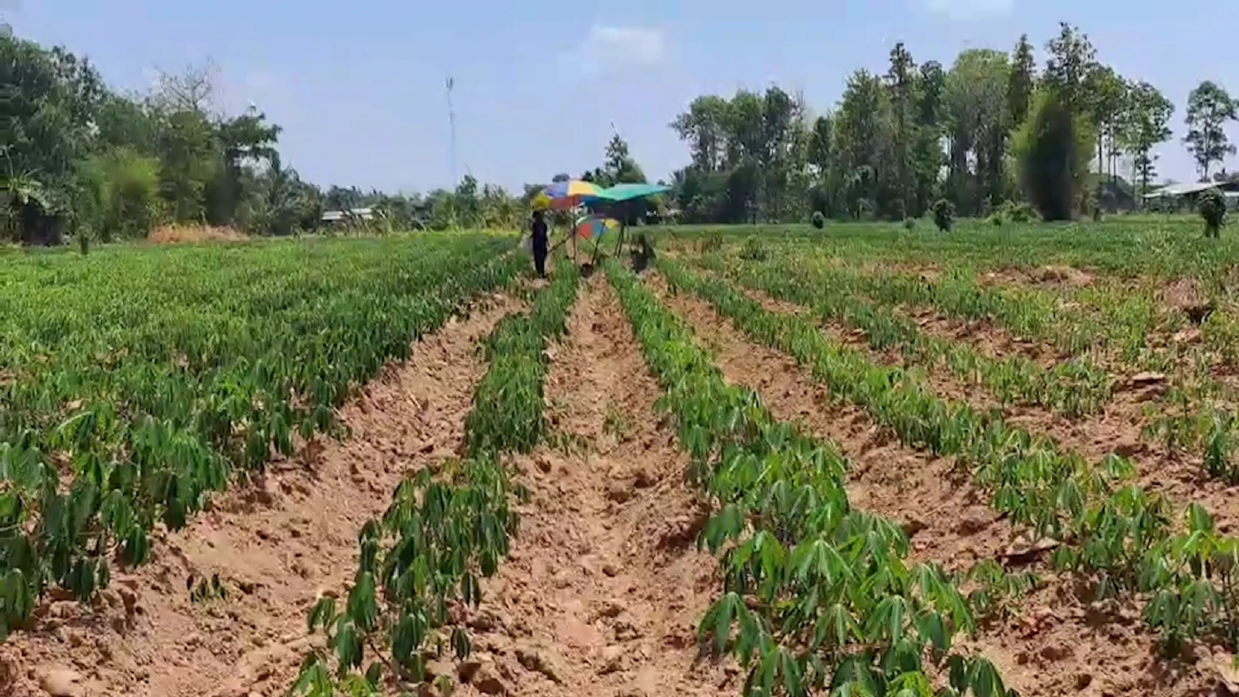 พบร่างลุงวัย 60 หายออกจากบ้าน คาดฮีทสโตรก ทำช็อกดับคาไร่มันสำปะหลัง