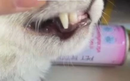 ครูสาวช้ำใจ พาแมวไปอาบน้ำตัดขน กลับมาบ้านพบหัวนมขาด เขี้ยวหักทั้ง 2 ข้าง