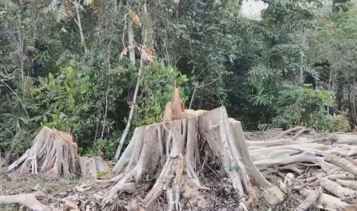 มอดไม้เหิม! ลอบตัดไม้ เขตป่าสงวนแห่งชาติป่ากาบัง ต้นน้ำคลองเทพา