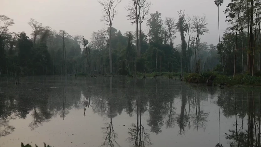 วังน้ำเขียวคึกคัก นักท่องเที่ยวสวีเดนแห่ชมผืนป่า ตื่นตาฝูงกระทิง