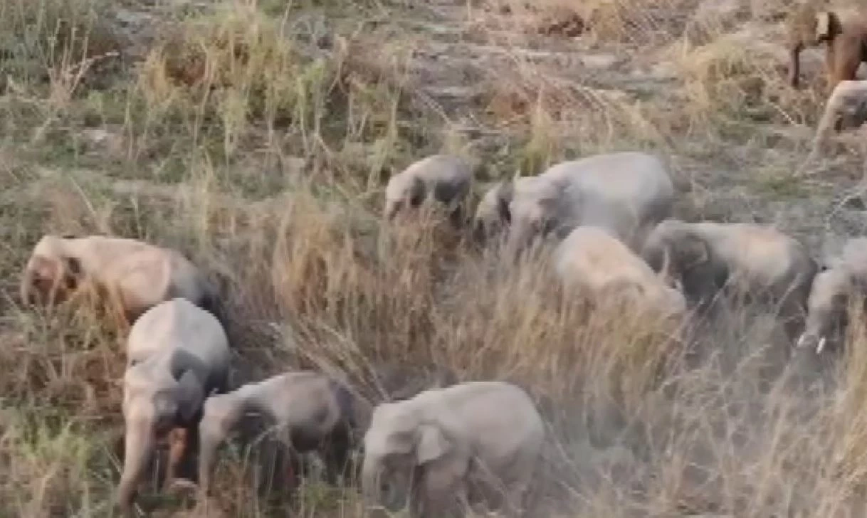 ผวา โขลงช้างป่าภูหลวง ลงมากินพืชไร่ชาวบ้าน เสียหายกว่า 100 ไร่