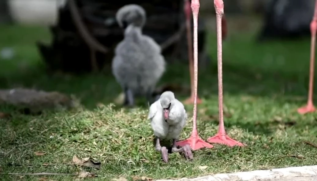 สวนสัตว์เปิดเขาเขียว อวดโฉมสมาชิกใหม่ "ลูกนกฟลามิงโก้"