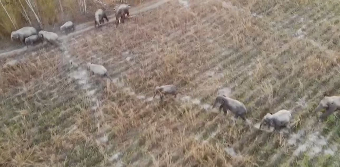 ผวา โขลงช้างป่าภูหลวง ลงมากินพืชไร่ชาวบ้าน เสียหายกว่า 100 ไร่
