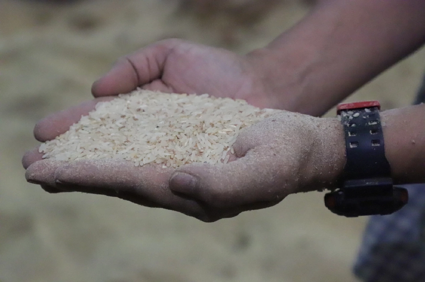 โรงสีทวงค่าเช่าโกดัง อคส. 300 ล. ทิ้งข้าว 8 ปี จนเน่า ไม่จ่ายเงินไม่เอาออก