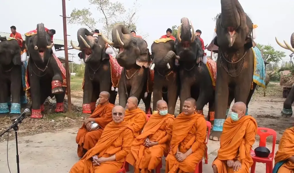 13 มีนาคม "วันช้างไทย" วังช้างอยุธยาฯ จัดเต็มเลี้ยงโต๊ะจีนช้าง กว่า 80 เชือก