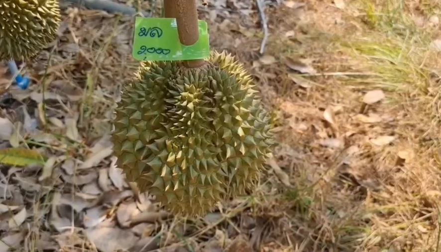 ของดีต้องรีบ จองทั้งต้น ทุเรียนระยอง "พันธุ์กบชายน้ำ" แม้ราคาลูกละสองพัน