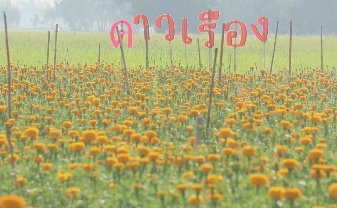 เกษตรกรพิจิตร ปลูก "ดอกดาวเรือง" ขาย สร้างรายได้ช่วงเลือกตั้ง