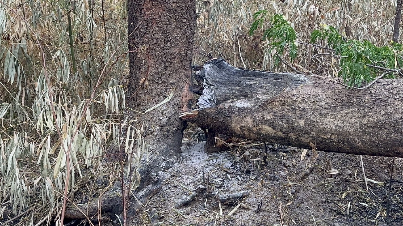 มือดีเผาป่า ไฟลามติดต้นไม้ใหญ่ จนล้มขวางถนน ทำรถติดยาวเกือบ 4 กม.