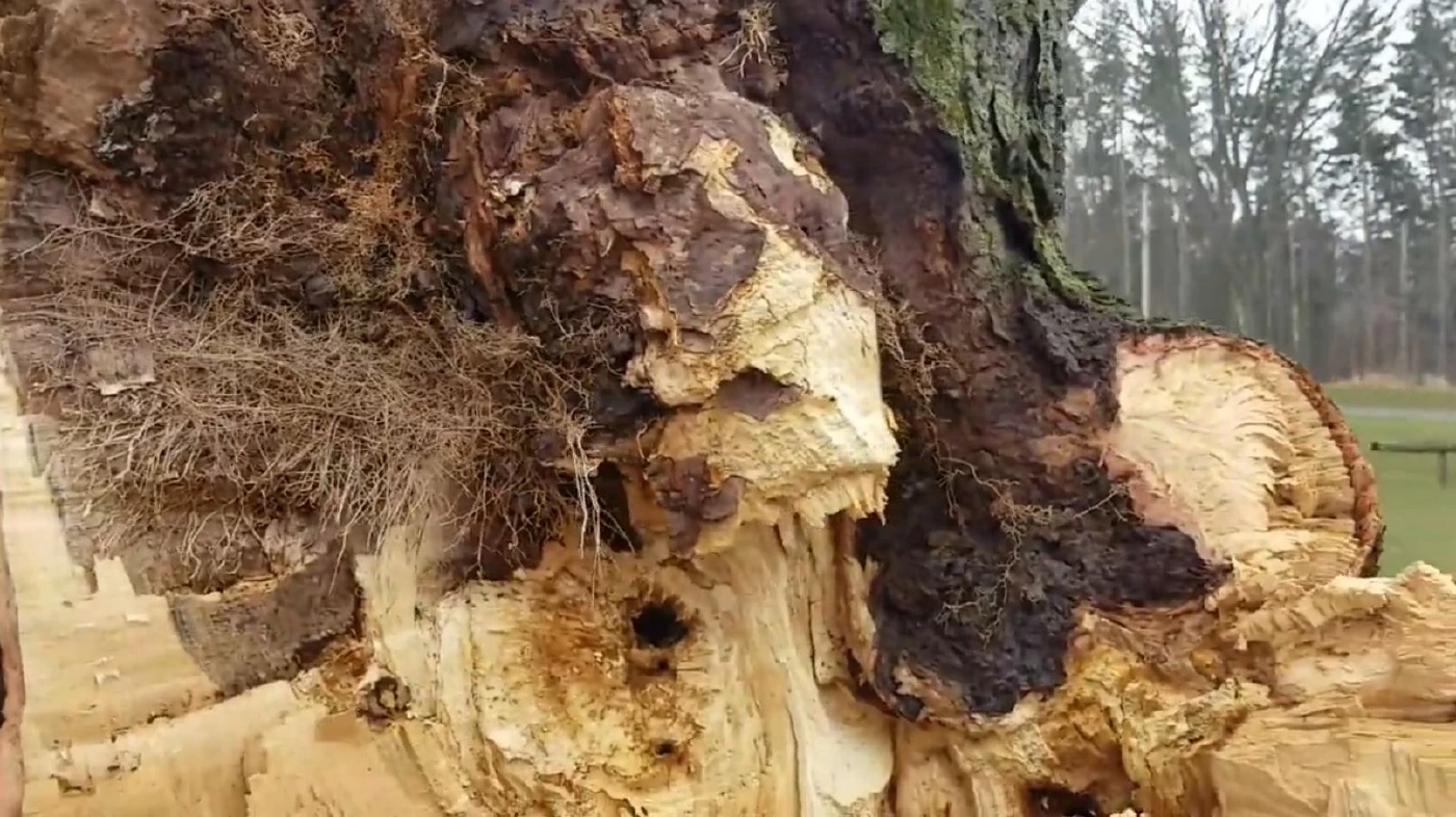 "สตรีชุดขาว" ผีในตำนานเมืองโรเชสเตอร์