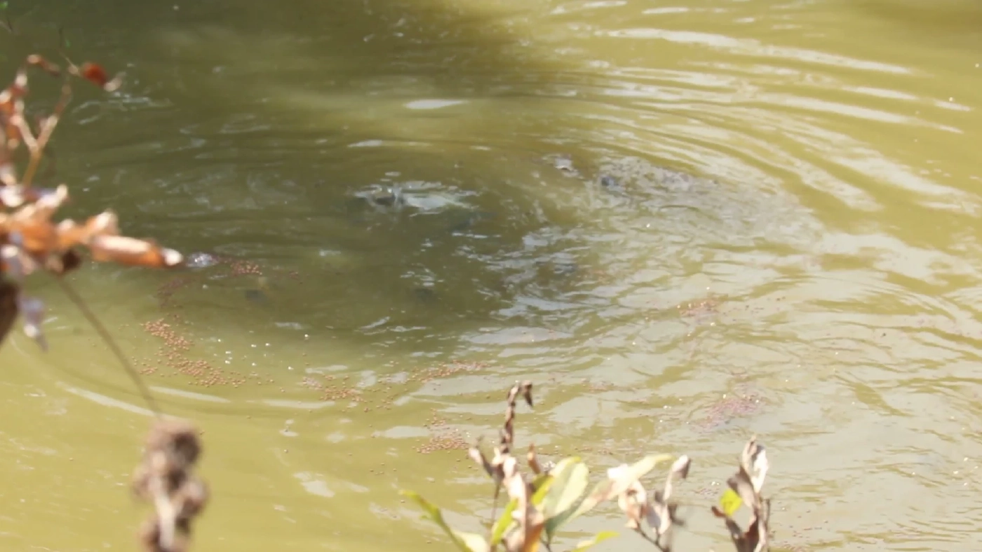 ชาวพิจิตร นำขยะเปียกปลูกผักสวนครัว ลดรายจ่ายและขยะในชุมชน