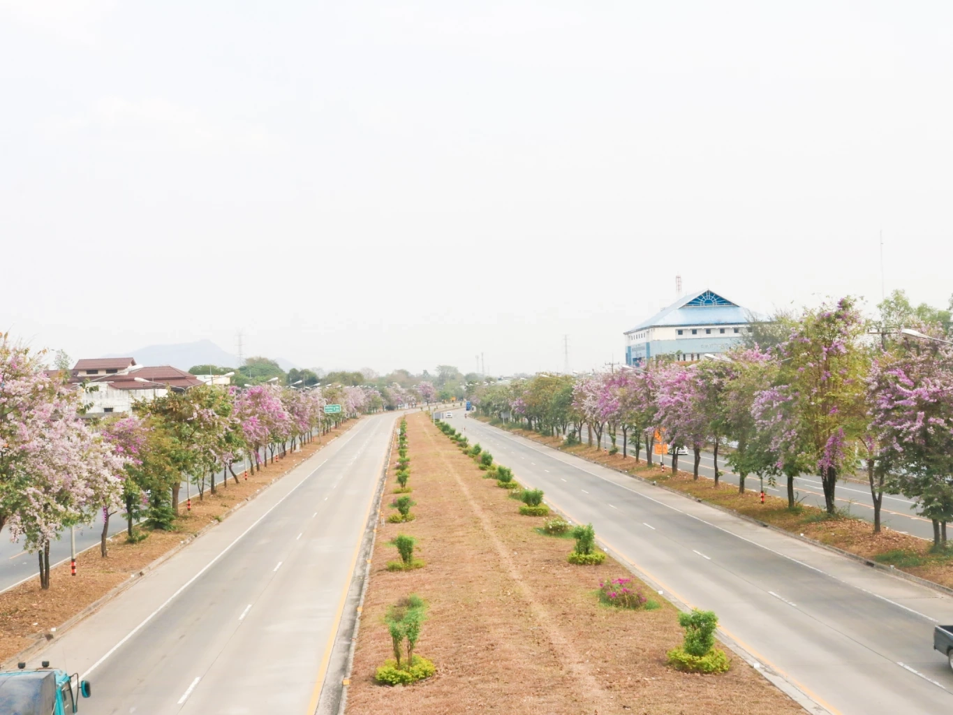 จุดเช็กอินใหม่!  “ถนนสายดอกตะแบก” สีชมพูสุดโรแมนติก บนถนนพหลโยธิน 
