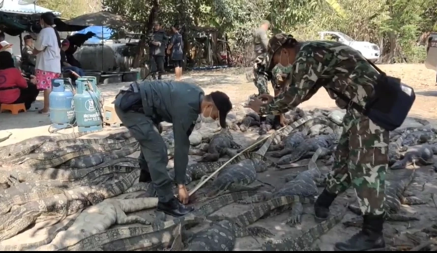 คนชำแหละยืนยัน "เนื้อเหี้ย" ไม่มีใครทำลูกชิ้น - หนังทอดกรอบ เหตุแพงไม่คุ้ม