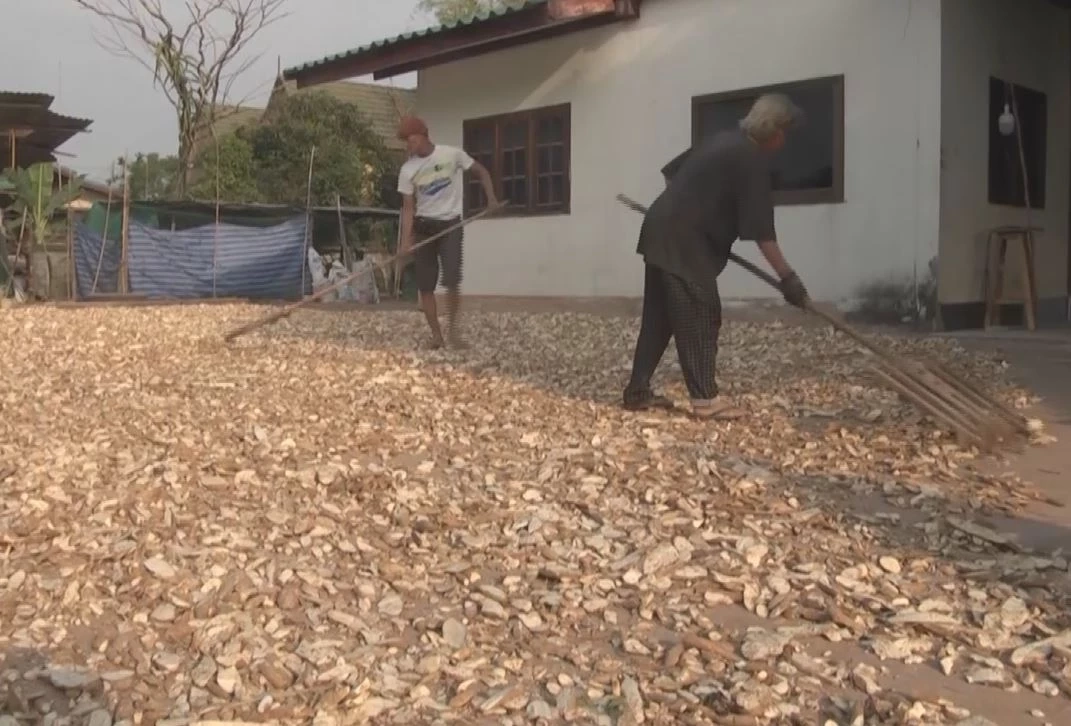 โอกาสทองหน้าแล้ง ชาวกาฬสินธุ์เก็บหัวมันสำปะหลังตากแห้ง ได้ราคาสูง กก.ละ 7 บาท