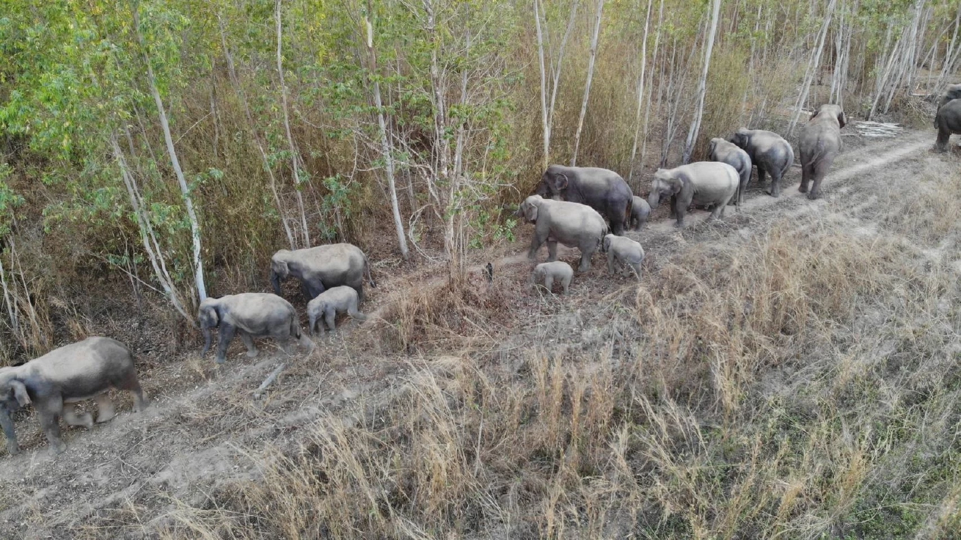 ชาวบ้านภูกระดึงทุกข์หนัก ช้างป่ารุกกินพืชผลเสียหายยับ