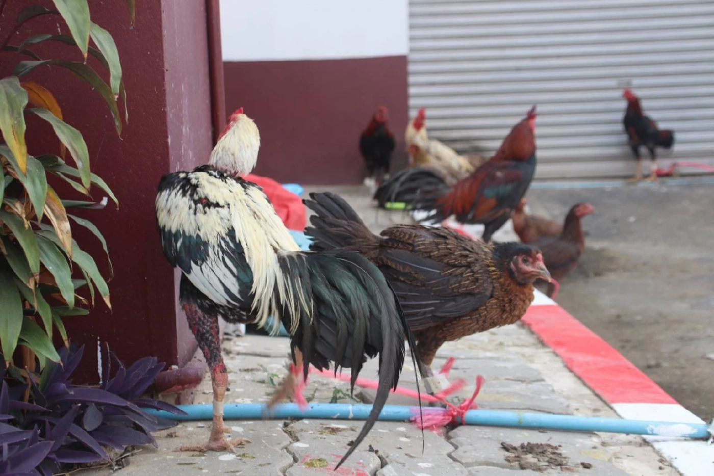 เซียนไก่ผวา แก๊งลักไก่ชนอาละวาด ที่พิษณุโลก