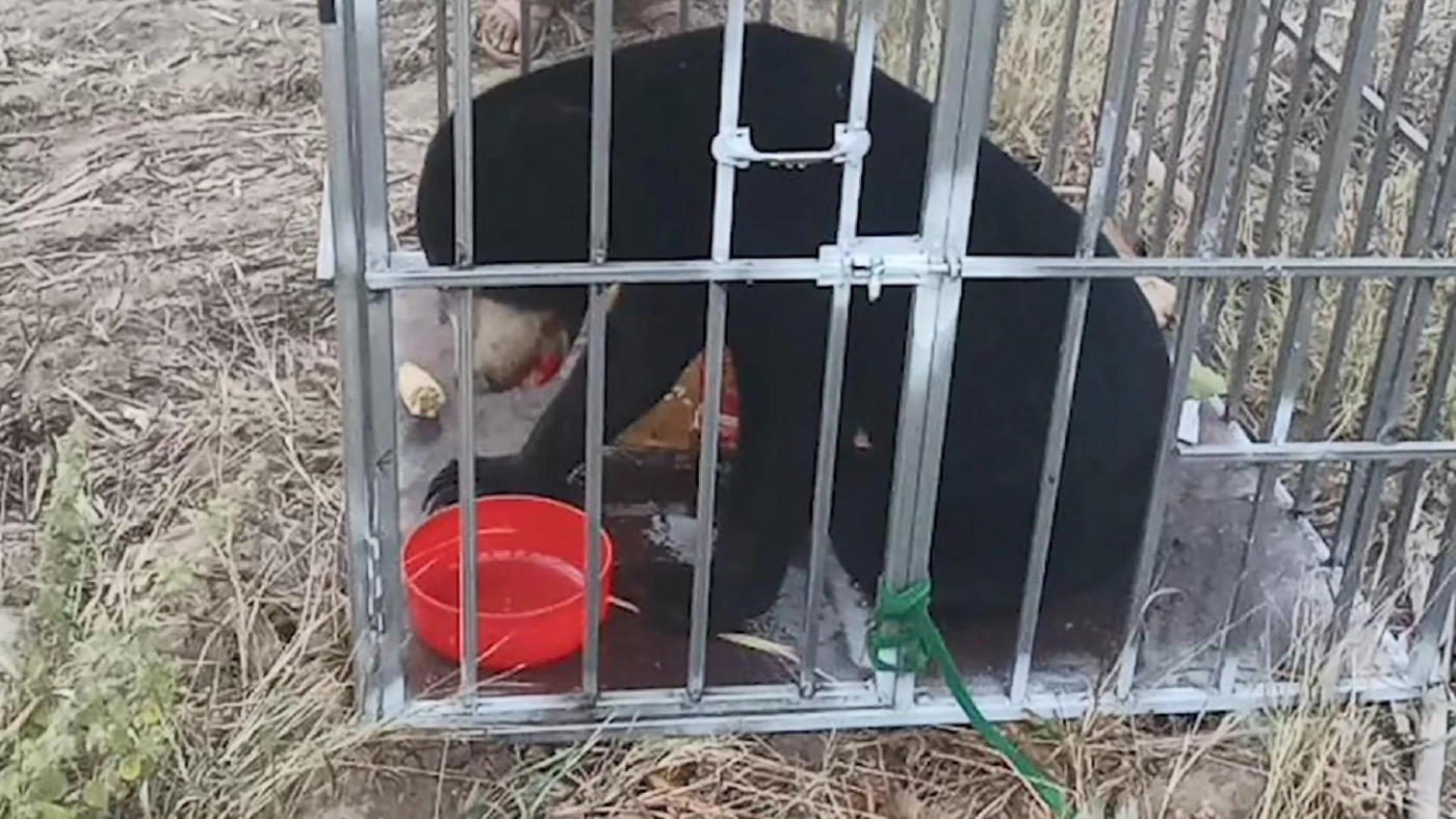 ล้อมจับวุ่น "ลูกหมีหมา" พลัดหลงเข้าใกล้ชุมชน หวั่นเกิดอันตราย