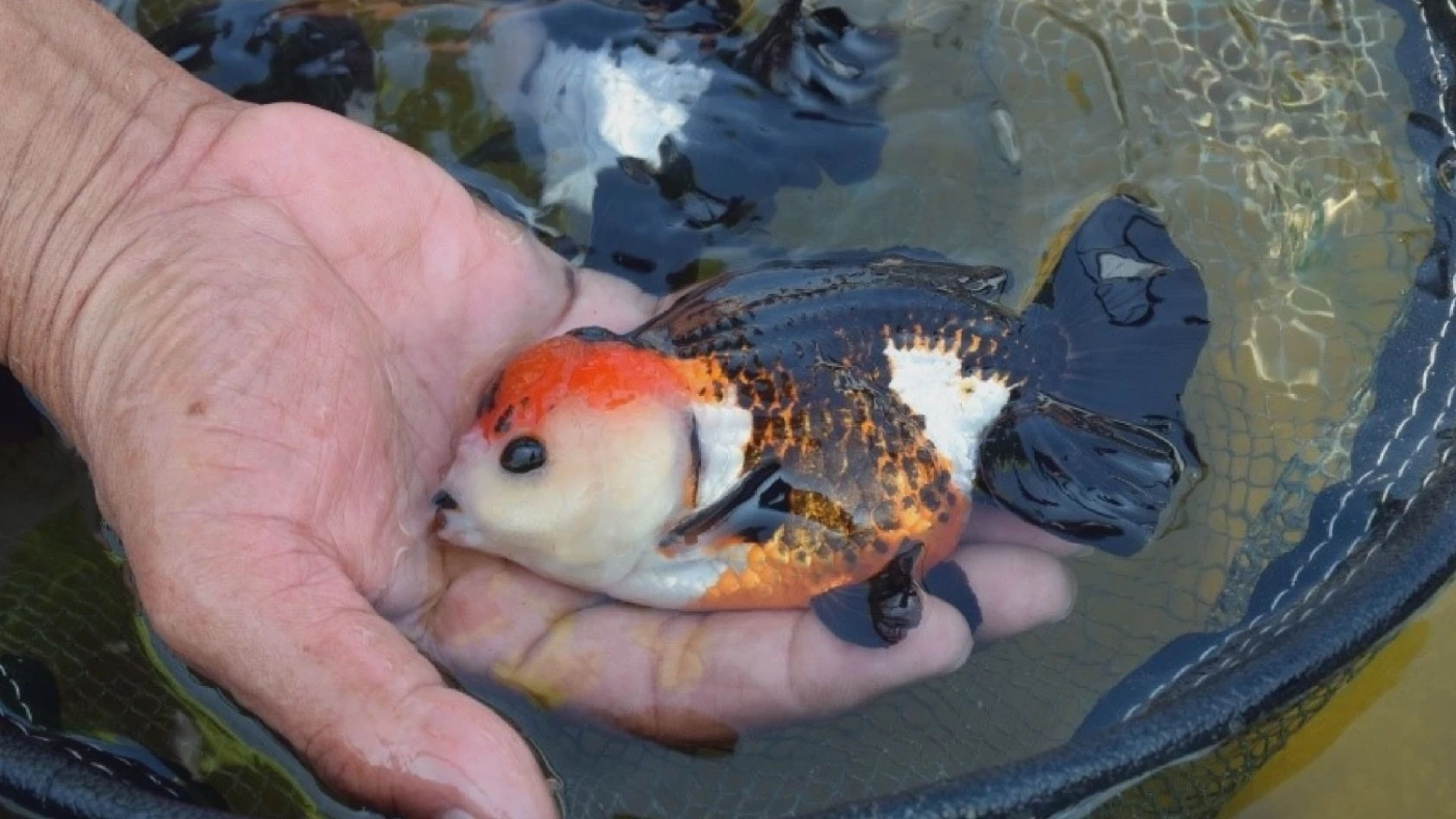 กรมประมงลุย 'แปลงใหญ่' ปลาสวยงามจังหวัดราชบุรี