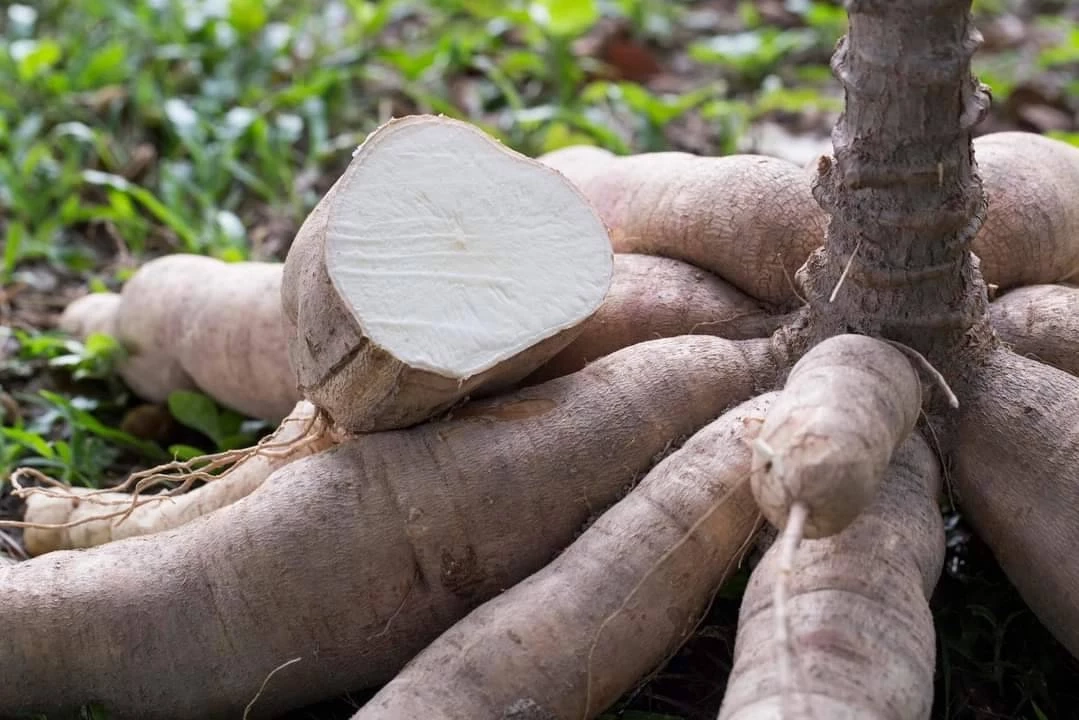 กรมวิชาการเกษตร จับมือเอกชนวิจัยชุดข้อมูลลดก๊าซเรือนกระจกของพืชเศรษฐกิจ