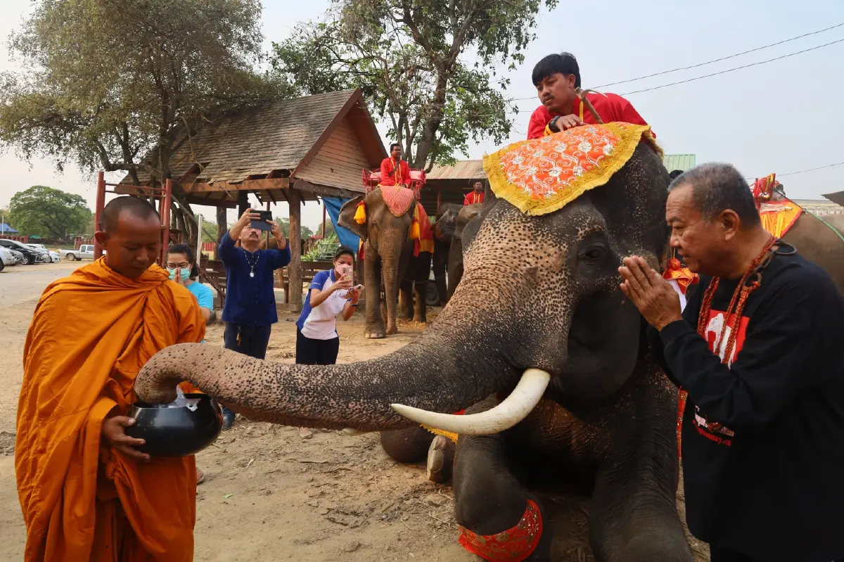 "วันช้างไทย" วังช้างอยุธยา จี้พรรคการเมืองมีนโยบายดูแล"ช้างไทย"
