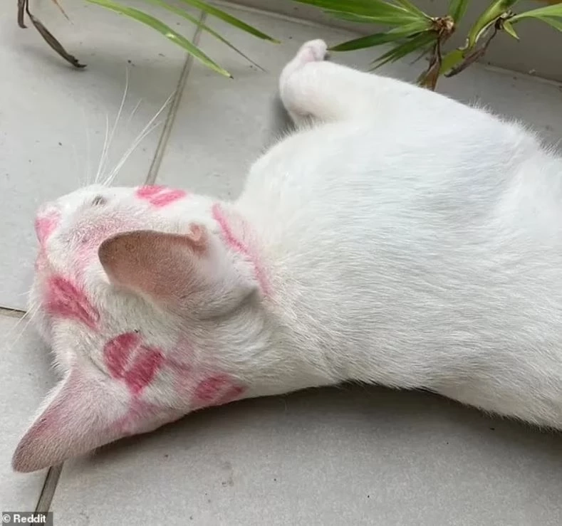 "แมวเจ้าเสน่ห์" ทำสาวหลงฝากรอยจุมพิต